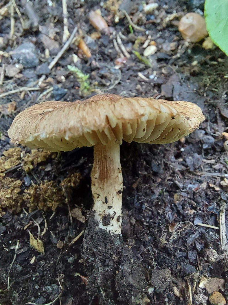 Photo by Jesper Launder Inocybe glabripes by Jesper Launder